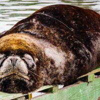 "Mittagsschl&auml;fchen" -
am Fischmarkt in Valdivia, Chile