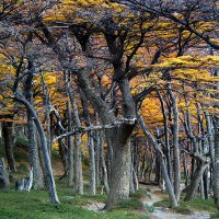 Südbuchen (Nothofagus dombeyi) -
auf dem Weg zu den 'Torres del Paine'